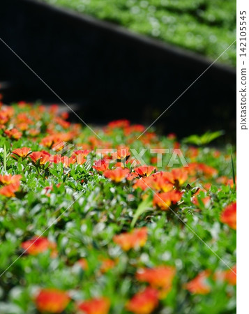 Colorful portulaca on a summer day Colorful portulaca on a summer day 142105545