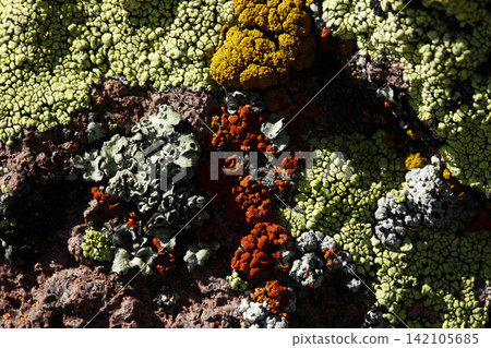 various types of lichens on a rock various types of lichens on a rock 142105685