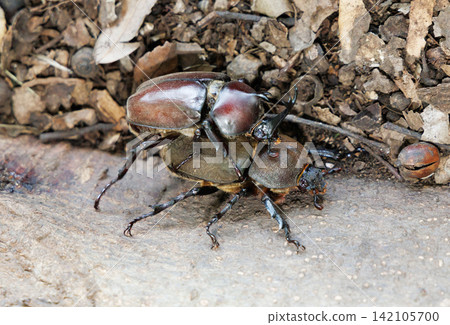 Beetle courtship behavior Beetle courtship behavior 142105700
