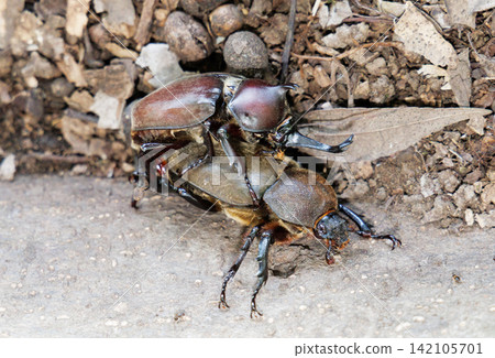 Beetle courtship behavior Beetle courtship behavior 142105701