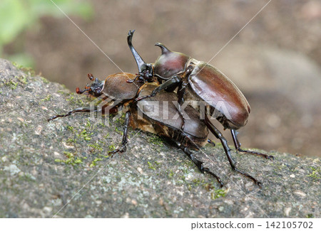 Beetle courtship behavior Beetle courtship behavior 142105702