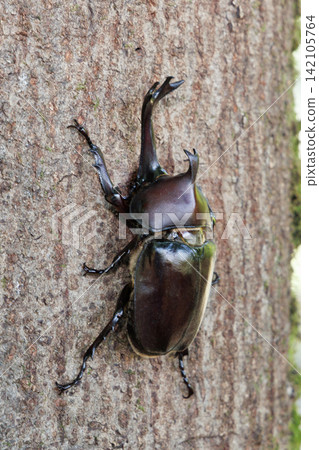 甲蟲舔汁液 甲蟲舔汁液 142105764
