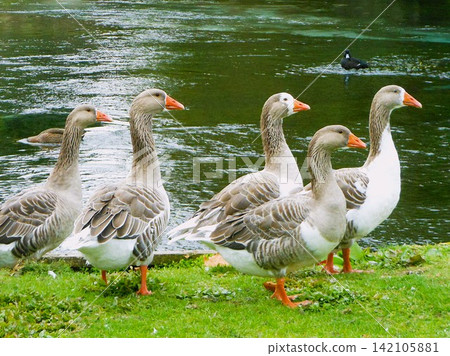 Several ducks gaze in the same direction on the lakeshore. 142105881