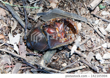 Beetle corpse Beetle corpse 142105994