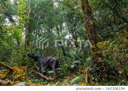 Trekking in Mardi Himal, Nepal: Cows encountered in the forest and the nature of the mountainous region. Trekking in Mardi Himal, Nepal: Cows encountered in the forest and the nature of the mountainous region. 142106194
