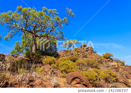 Turkish pine tree (Pinus brutia) on a hill Turkish pine tree (Pinus brutia) on a hill 142106337