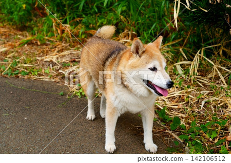 一隻柴犬正在享受它的日常散步。 一隻柴犬正在享受它的日常散步。 142106512