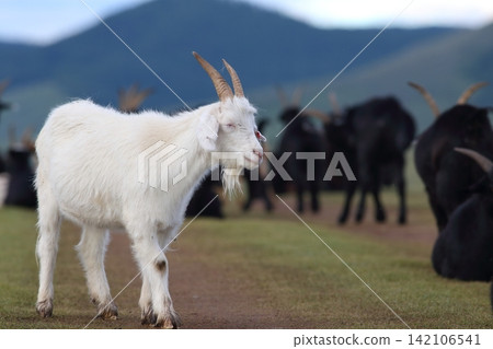 A herd of white goats standing on the grasslands of Arkhangai Province, Mongolia. A herd of white goats standing on the grasslands of Arkhangai Province, Mongolia. 142106541