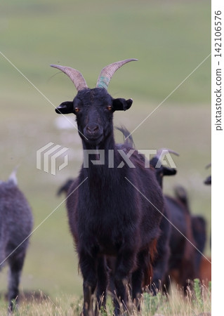 A black goat standing on the Mongolian steppes A black goat standing on the Mongolian steppes 142106576
