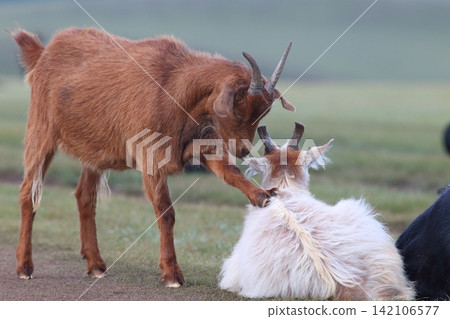 Goats interacting on the Mongolian steppes Goats interacting on the Mongolian steppes 142106577