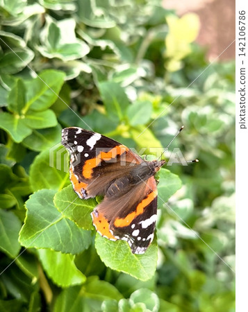 Red Admiral butterfly (Vanessa atalanta) on green leaves in the garden Red Admiral butterfly (Vanessa atalanta) on green leaves in the garden 142106786