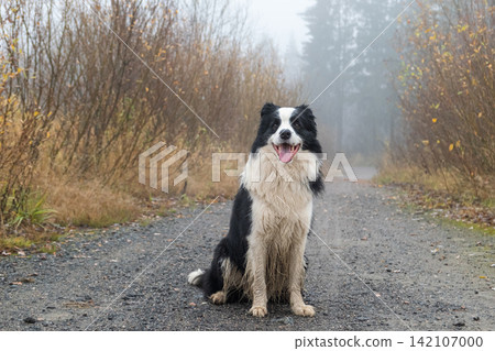 Pet activity. Cute puppy dog border collie sitting in autumn park forest outdoor. Pet dog on walking in foggy autumn fall day. Dog walking. Hello Autumn cold weather concept Pet activity. Cute puppy dog border collie sitting in autumn park forest outdoor. Pet dog on walking in foggy autumn fall day. Dog walking. Hello Autumn cold weather concept 142107000