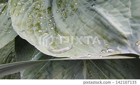 A close-up of the fleshy, bluish-green hosta leaves with deep, textured veins. Their wide, matte surface is covered in clear water droplets and large streaks from the rain. A close-up of the fleshy, bluish-green hosta leaves with deep, textured veins. Their wide, matte surface is covered in clear water droplets and large streaks from the rain. 142107135