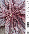 close up of a  maroon amaranth plant 142107276
