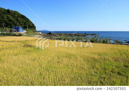 透過稻田可以看到嶙峋的海岸線。 透過稻田可以看到嶙峋的海岸線。 142107301