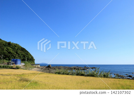 透過稻田可以看到嶙峋的海岸線。 142107302