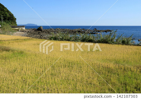 透過稻田可以看到嶙峋的海岸線。 透過稻田可以看到嶙峋的海岸線。 142107303