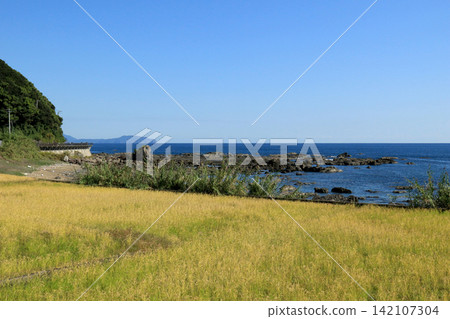 透過稻田可以看到嶙峋的海岸線。 透過稻田可以看到嶙峋的海岸線。 142107304