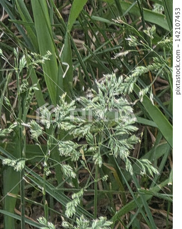 Close up of green orchard grass seeds growing in meadow field Close up of green orchard grass seeds growing in meadow field 142107453