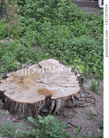 Large cut tree stump in green garden outdoors Large cut tree stump in green garden outdoors 142107454