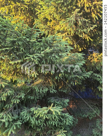 Lush evergreen spruce branches with golden sunlight in outdoor forest Lush evergreen spruce branches with golden sunlight in outdoor forest 142107455