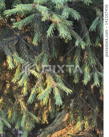 Close up of lush green spruce tree branches with needles Close up of lush green spruce tree branches with needles 142107456