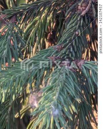 Macro shot of green spruce branch with young buds in sunlight Macro shot of green spruce branch with young buds in sunlight 142107457