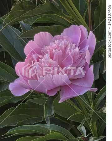 Gentle soft pink peony flower blooming in outdoor garden 142107458
