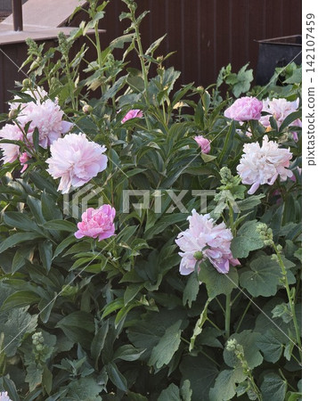 Blooming bush of light pink peonies in green garden 142107459