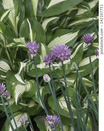 Blooming purple chives flowers on variegated hosta background Blooming purple chives flowers on variegated hosta background 142107751
