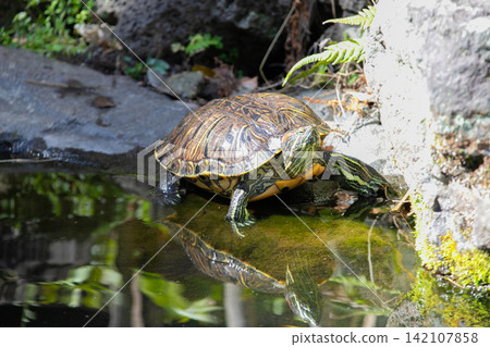 A turtle walking in a pond A turtle walking in a pond 142107858