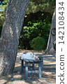 A scene of a cat resting on a bench in the shade of a tree. 142108434