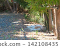 A scene with a cat sleeping in the shade of a tree. 142108435