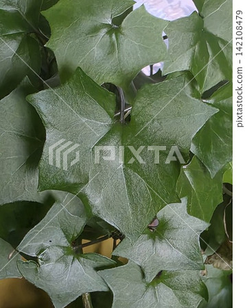 Green ivy leaves of Delairea odorata or Senecio macroglossus plant Green ivy leaves of Delairea odorata or Senecio macroglossus plant 142108479