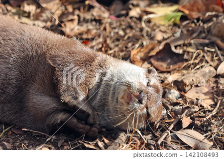 Otter Otter 142108493