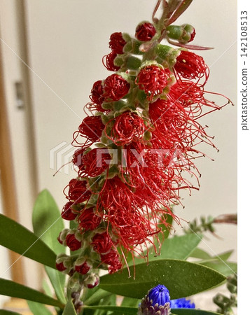 紅千層（Callistemon）和藍色花朵 142108513
