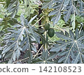 Green fruits growing on a papaya tree; a scene of cultivating tropical fruit trees characterized by their large leaves. 142108523