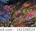 Vibrantly colored autumn leaves adorn the blue sky; maple leaves turn red and yellow in autumn. 142108524