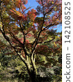 A large tree with vibrant autumn leaves stands out against the blue sky; an autumn forest landscape dyed in red and yellow. 142108525