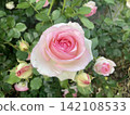 Beautiful pale pink and white roses, a natural scene of roses in bud and in full bloom. 142108533