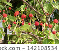 The red berries and green leaves of the dogwood tree, which has borne many fruits. 142108534
