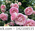 A magnificent rose garden overflowing with blooming pink roses. 142108535