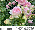 A rose garden overflowing with pale pink roses and buds. 142108536