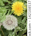 Yellow dandelion flowers and white fluff – the changing of the seasons in spring. 142108537