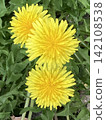Spring wildflowers, with their vibrant yellow dandelions in full bloom. 142108538
