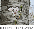 Delicate flowers blooming from the cherry tree trunk and the budding of spring. 142108542