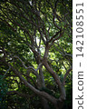 A large tree with beautiful green leaves 142108551