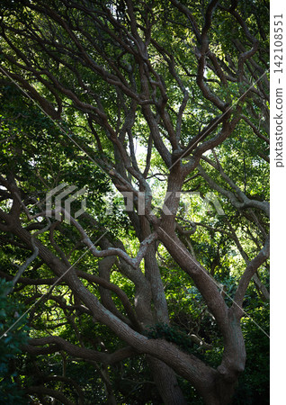 A large tree with beautiful green leaves A large tree with beautiful green leaves 142108551