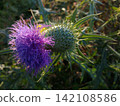thistle flower in nature 142108586