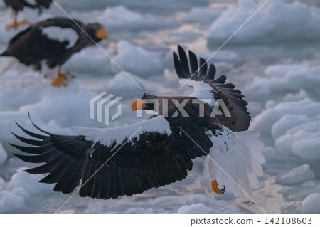 Steller's sea eagles and white-tailed eagles soaring over drift ice at sunrise - Shiretoko, Rausu Steller's sea eagles and white-tailed eagles soaring over drift ice at sunrise - Shiretoko, Rausu 142108603